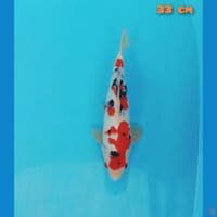 sanke 33 cm