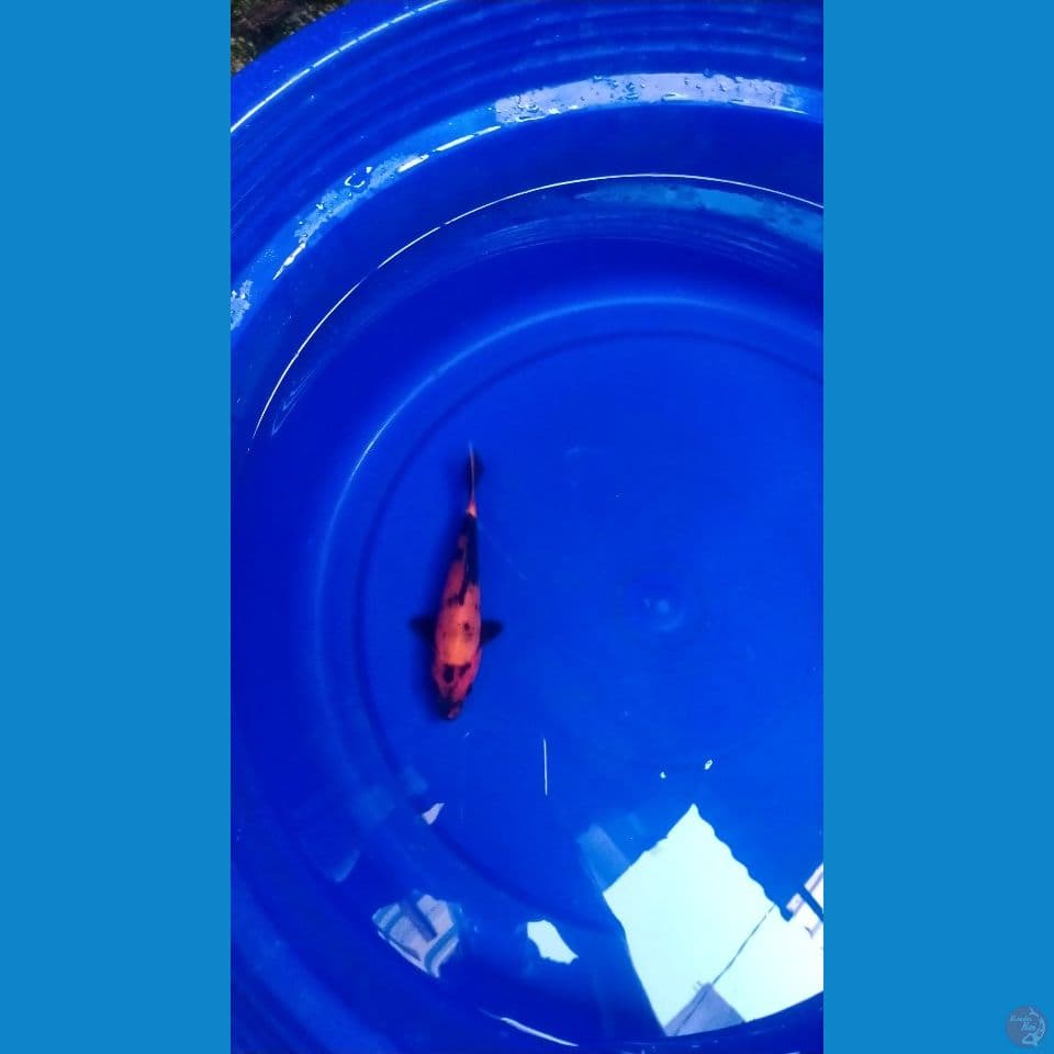 Hi-Utsuri Calon Hot 17cm™