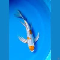 hariwake slayer 32cm