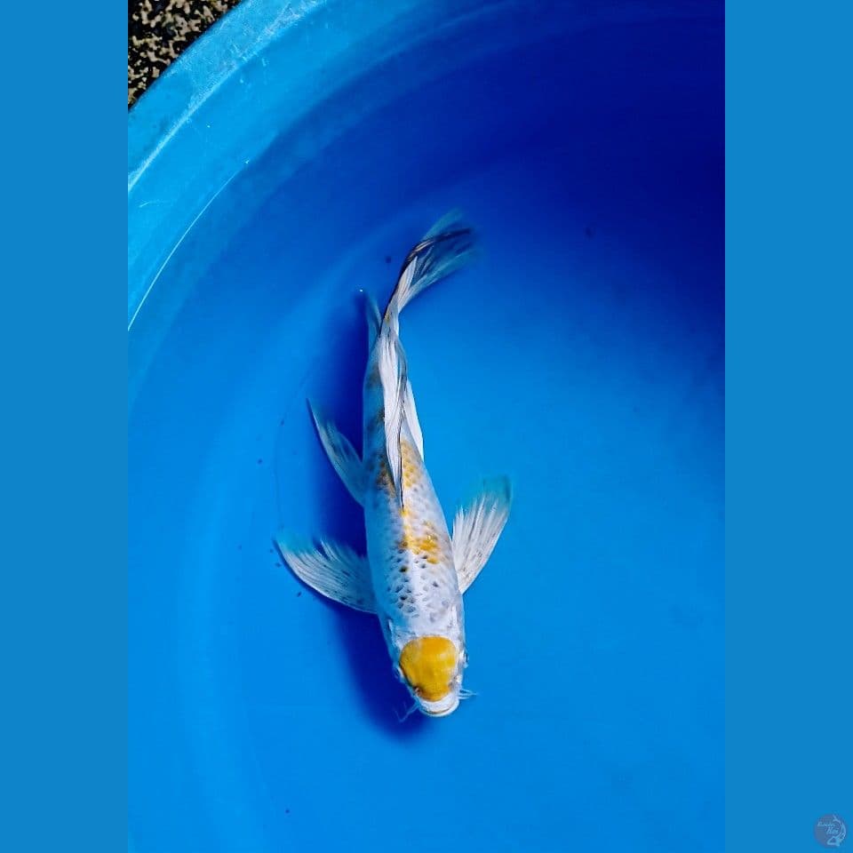 hariwake slayer 26cm