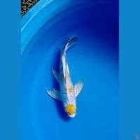 hariwake slayer 26cm