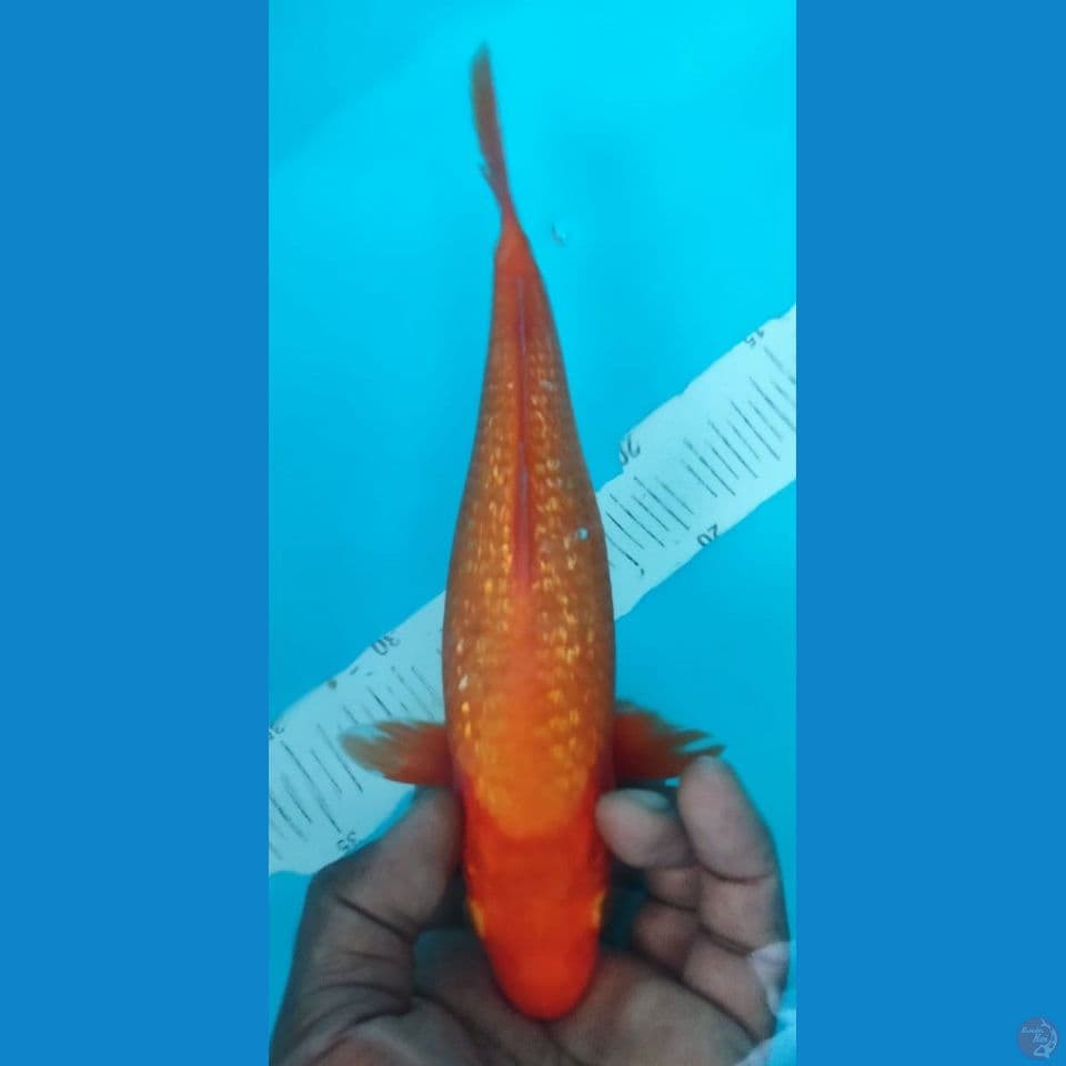 MENGGO 25