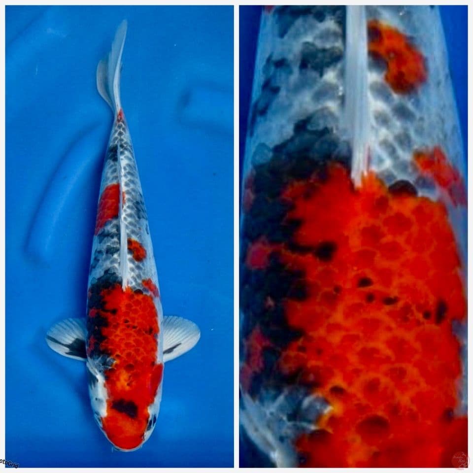 Super Kg showa Ori Red size 39cm F1 marusai 