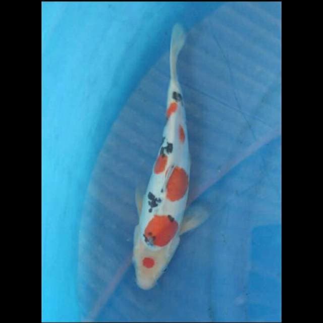 Maruten Sanke Doitsu 30cm 