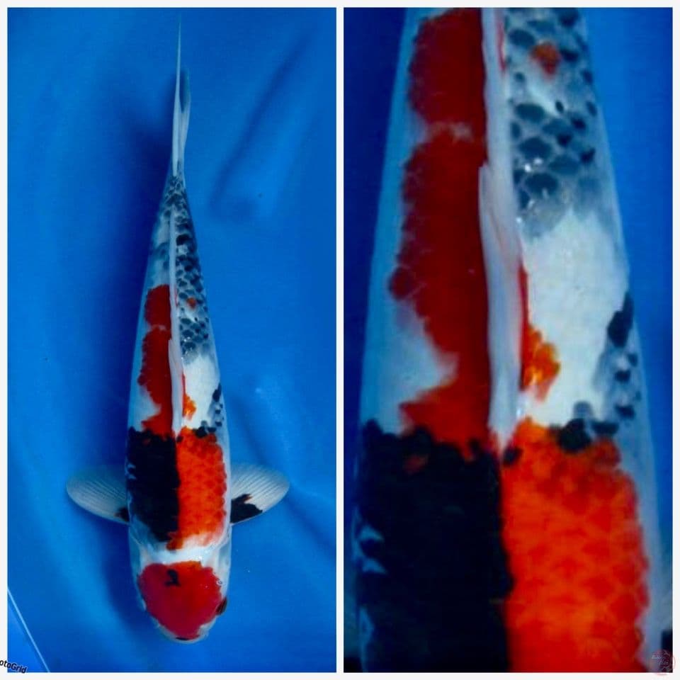 Showa Tategoi F1 sakai size 38cm 