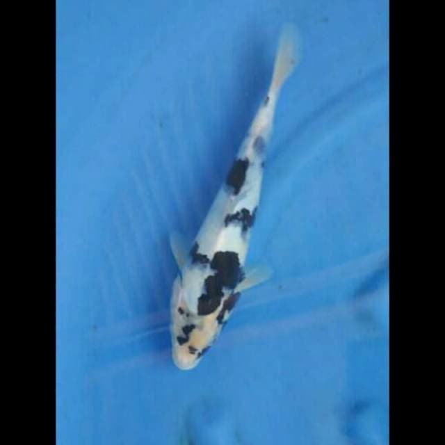 Shiro Tategoi 30cm