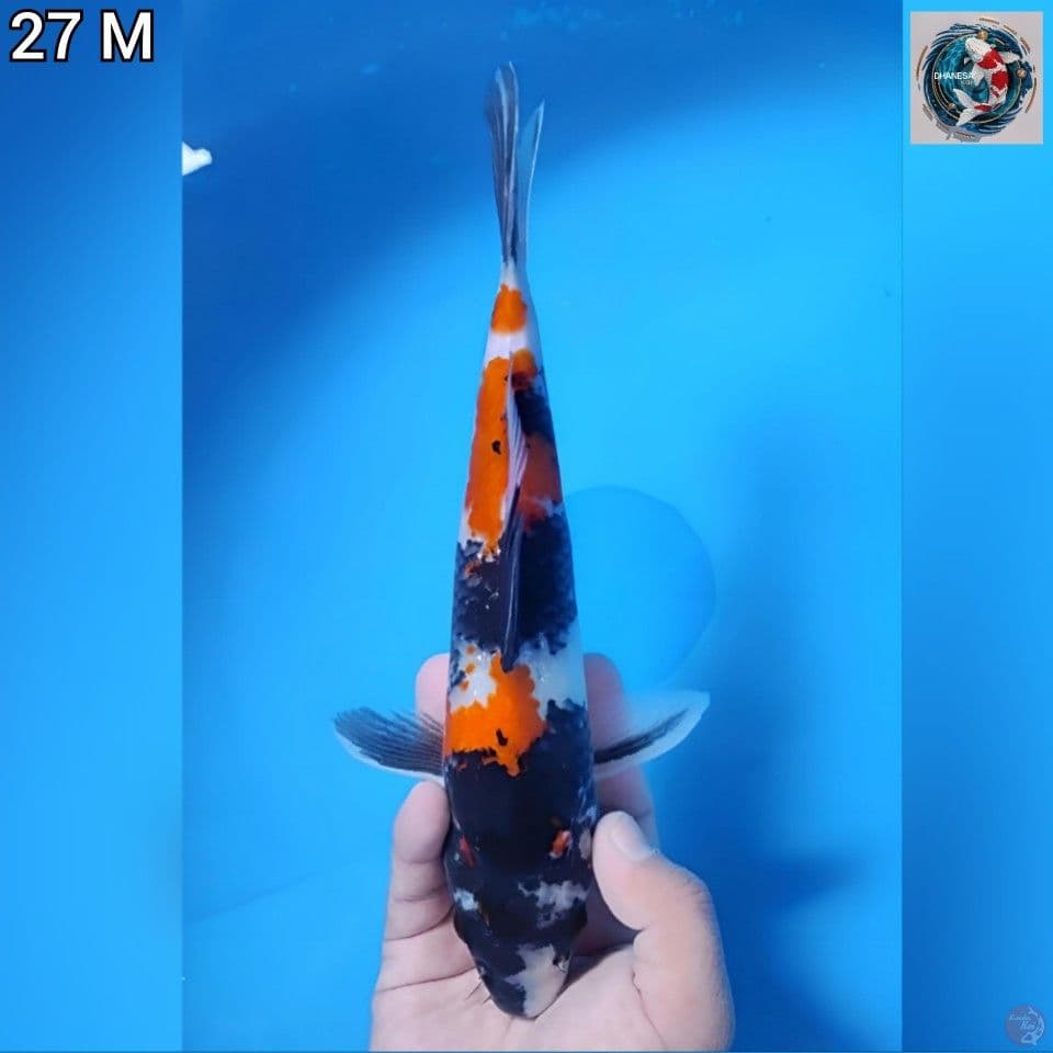 2. Showa Original 27cm Jantan