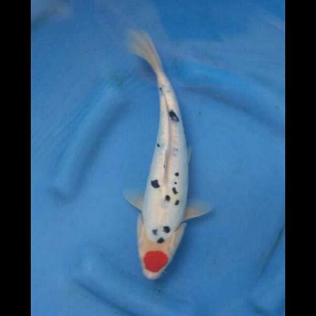 Tancho Sanke 28cm 