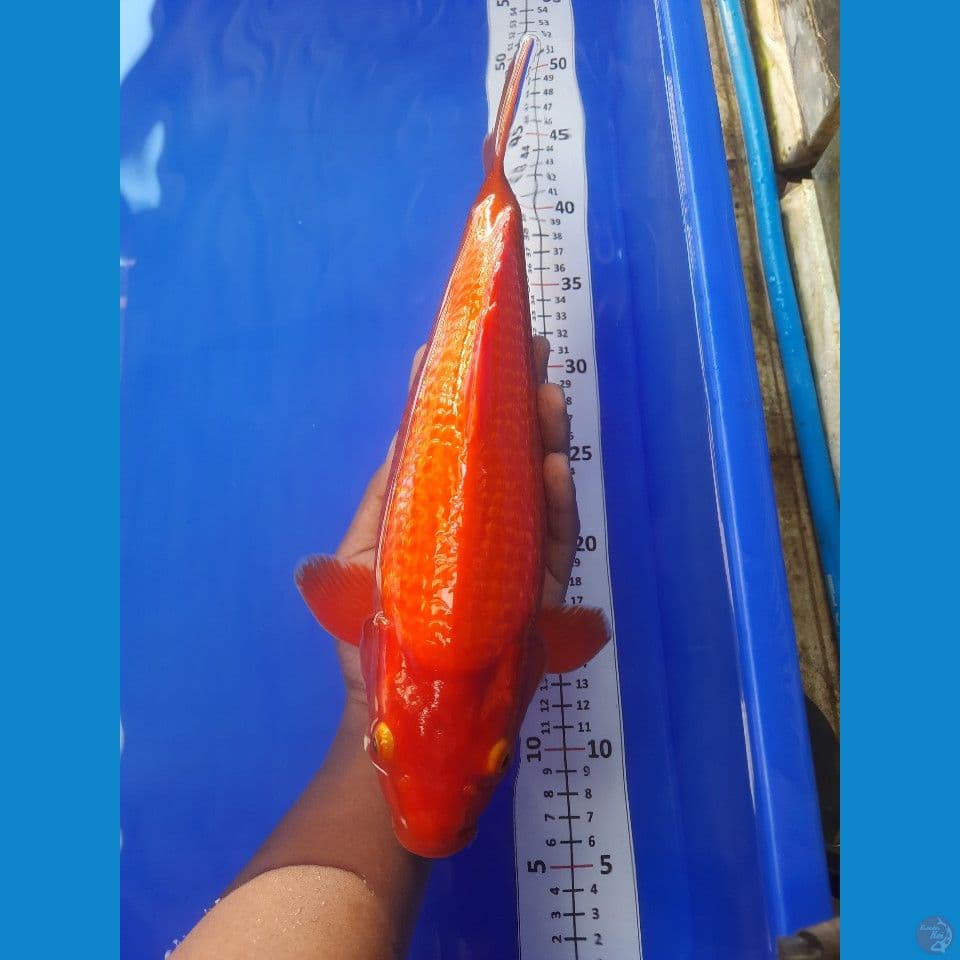 35cm