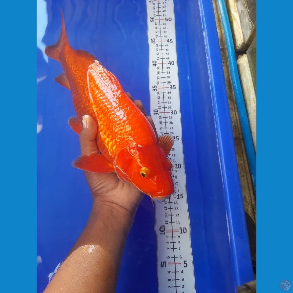 35cm