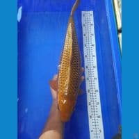 46cm