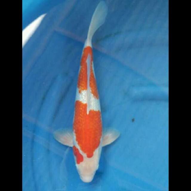 Kohaku Ginrin 41cm
