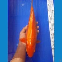 38cm