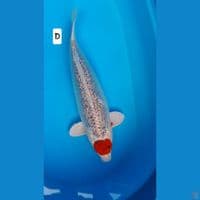 tc ginrin 40cm