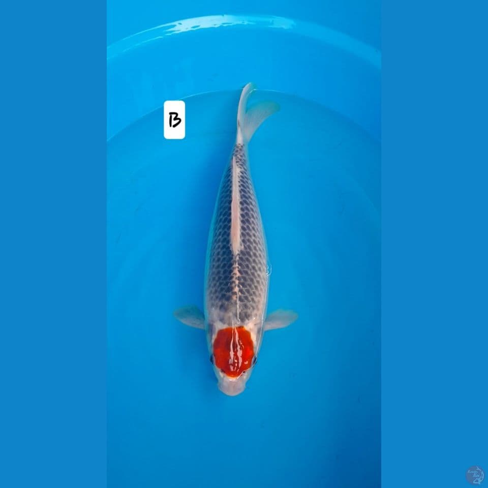 tc ghosiki 37cm