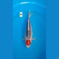 tc ghosiki 37cm