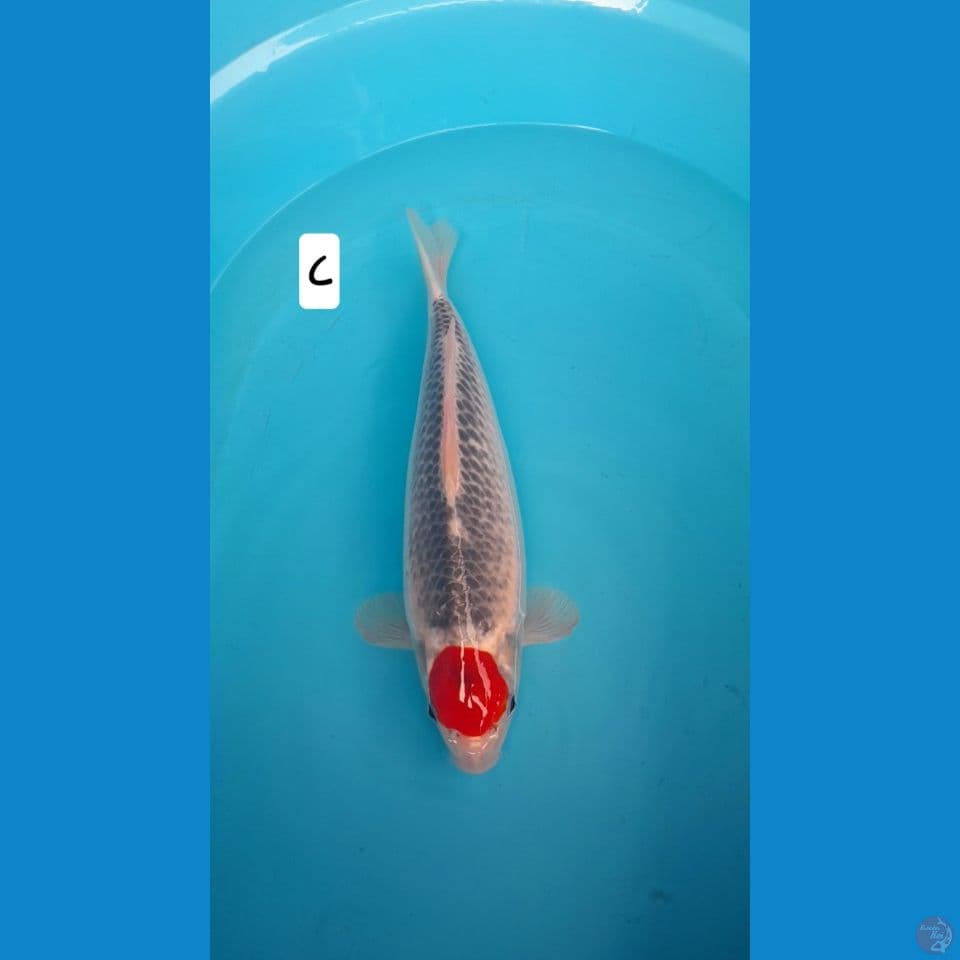 tc ghosiki 36cm 