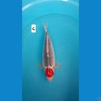 tc ghosiki 36cm 