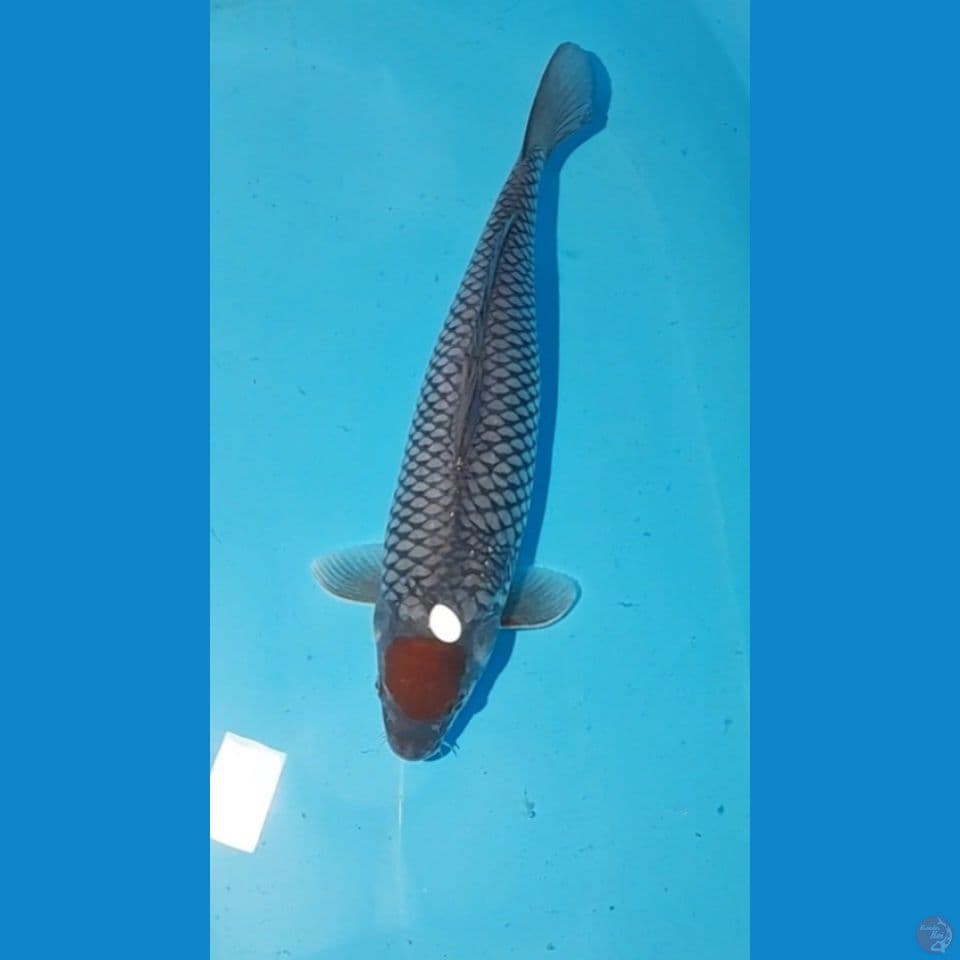 Tancho uchiba 33cm