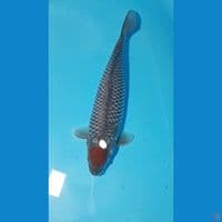 Tancho uchiba 33cm