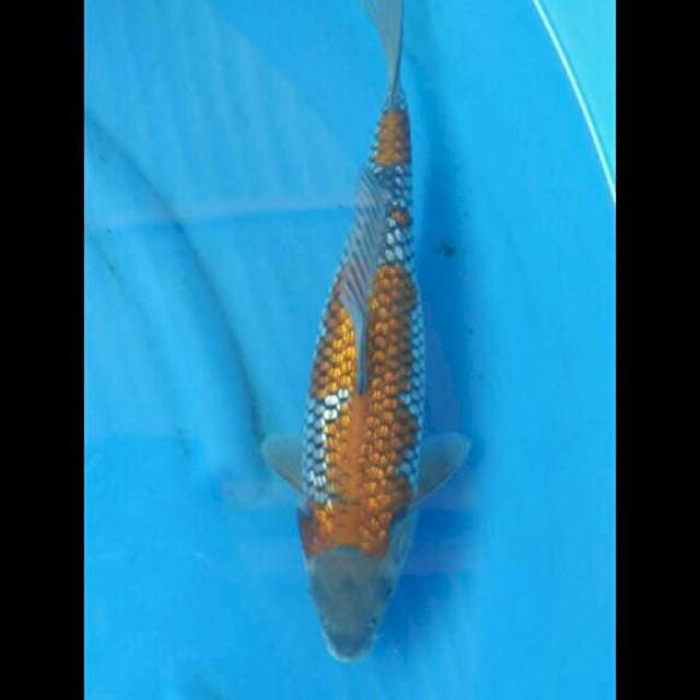 Ochiba Ginrin 35cm