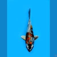 KIN SHOWA, 16CM