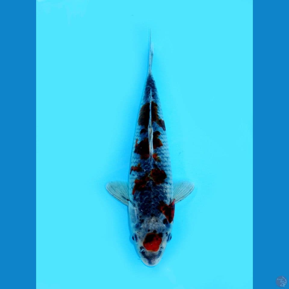 KAWARIMONO, 25CM