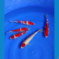 kohaku mix