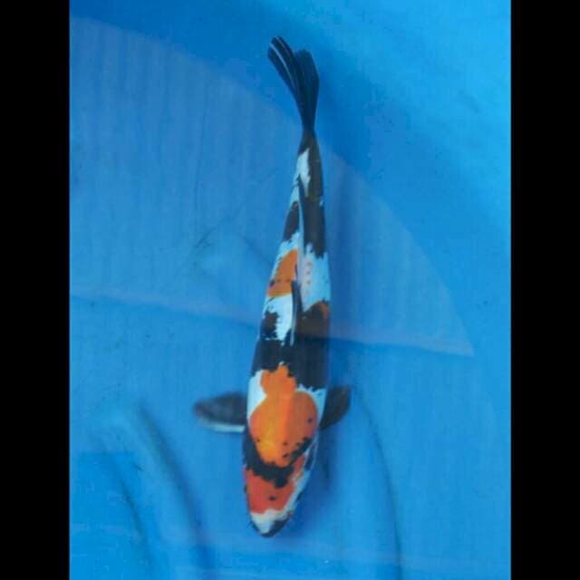 Showa Doitsu 33cm 