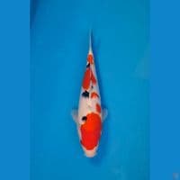 SUPER SKIN SANKE 28CM