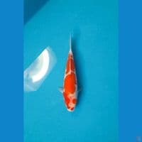 KOHAKU 15CM PATTERN ISTIMEWA