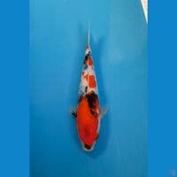 KINDAI SHOWA 25CM BAHAN