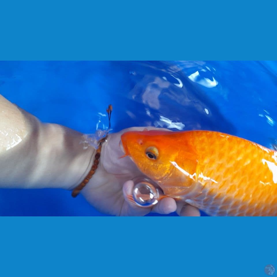 31cm Red karasi , punuk