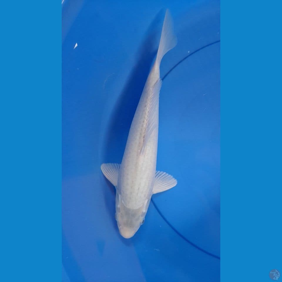 35CM KARASHIMUJI