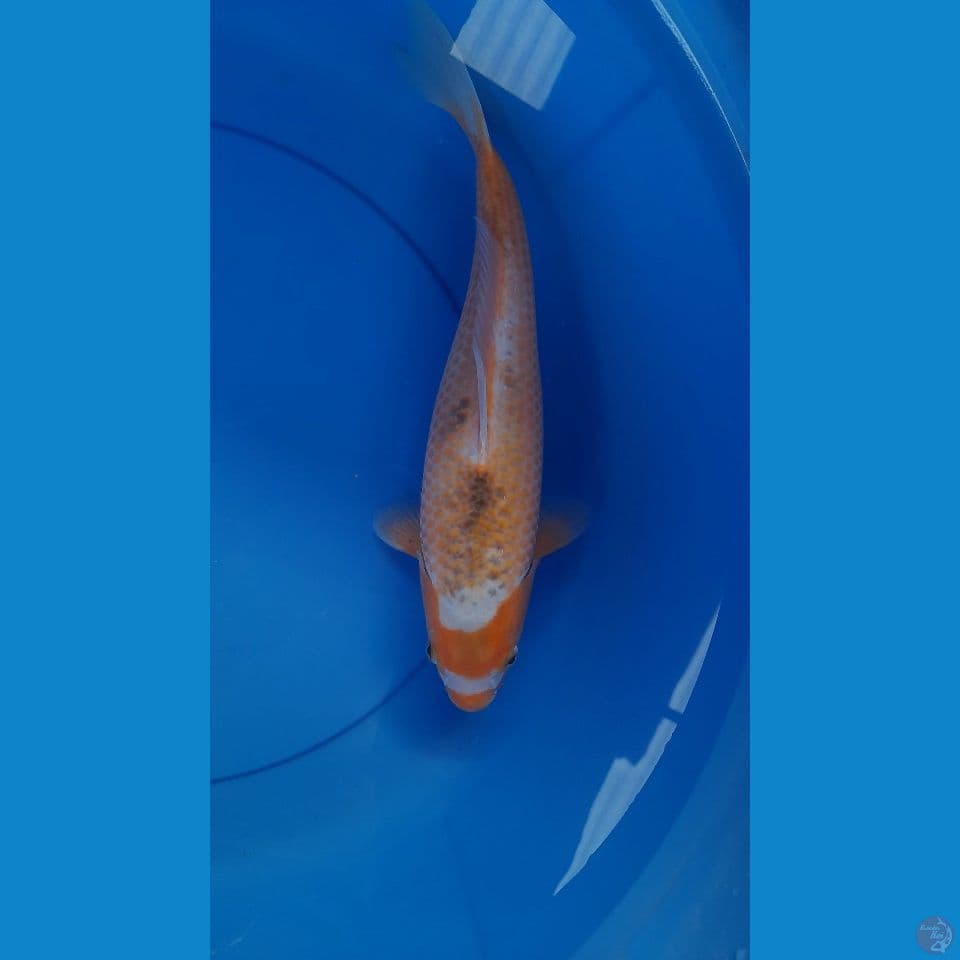 35CM SABIKOYO KUCIBENI