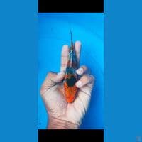 kage showa 15 cm 
