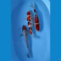 mix 3 ekor 35 cm