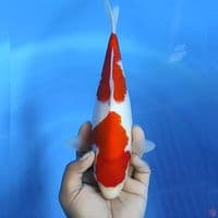 kohaku # 31cm - Female