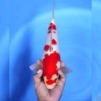 kohaku # 33cm - Male
