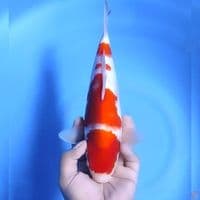 kohaku # 29cm - Female