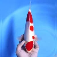 kohaku # 32cm - Male
