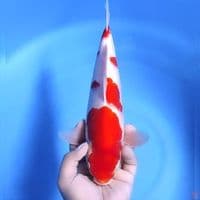kohaku # 33cm - Male