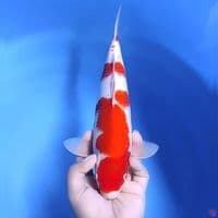 kohaku # 32cm - Male