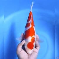 kohaku # 31cm - Female