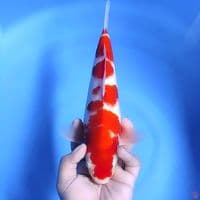 kohaku # 30cm - Male