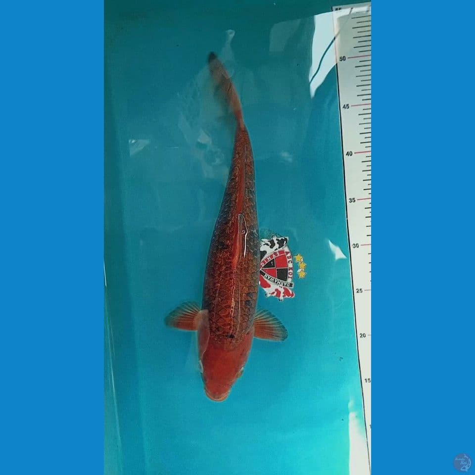 Chagoi Caramel 35 cm