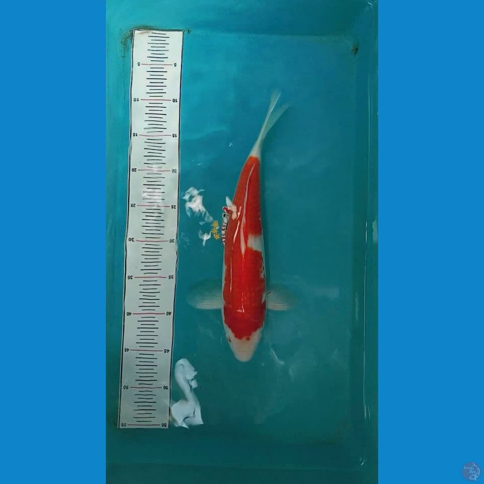 Kohaku 35 cm