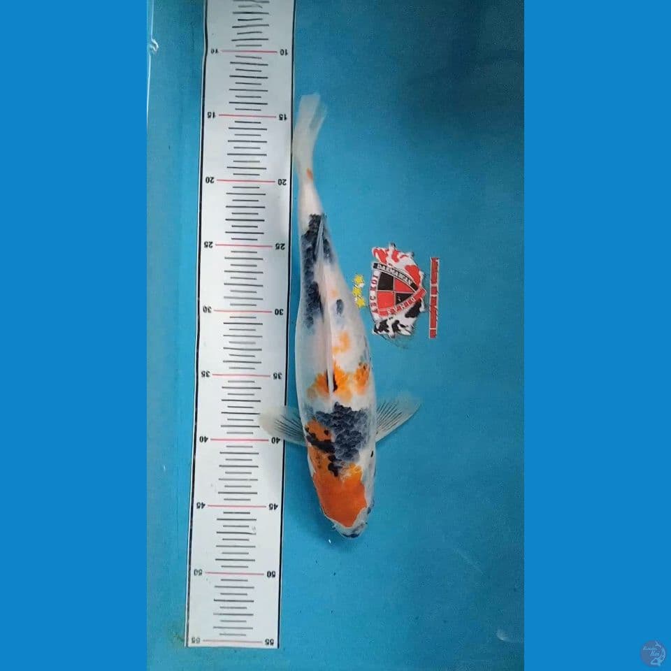 Showa Tategoi 33 cm