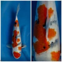 Showa Tategoi F1 32cm 