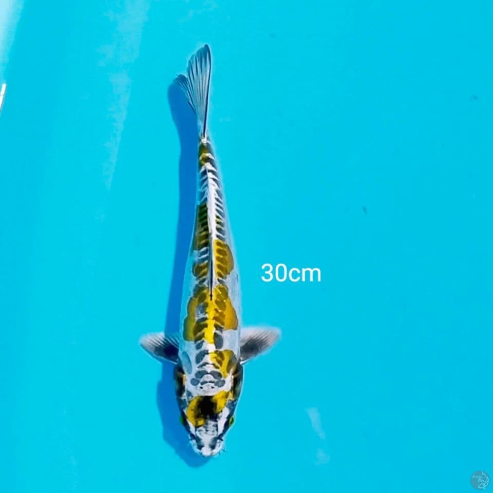 kiko 30cm